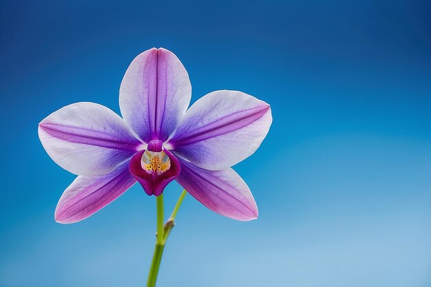 Orchideenblüte vor blauem Hintergrund