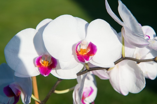 Orchideenblüte weiß auf Hintergrund des blauen Himmels. Phalaenopsis Orchideenblüte. Blumenhintergrund.