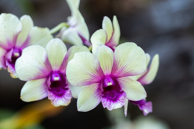 Orchideenblüten im Garten