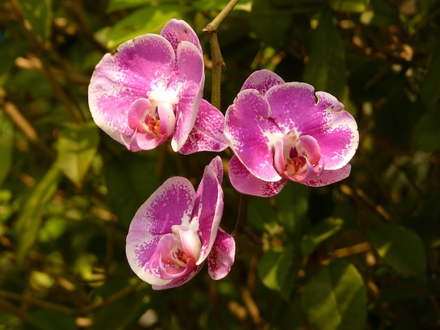 Orchideenblüten in einer natürlichen Umgebung