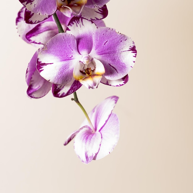 Orchideenblüten in rosa und weißen Farben auf braunem Hintergrund