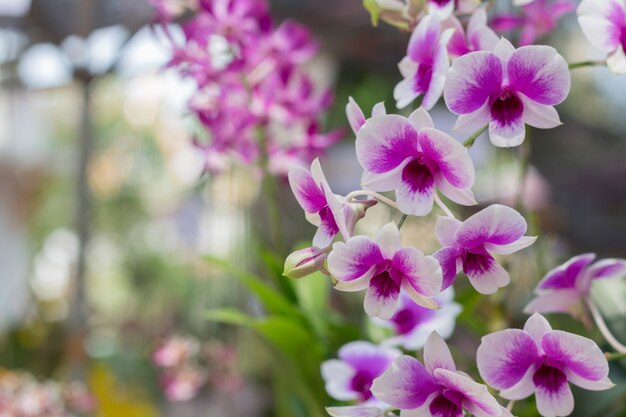 Orchideenblüten mit Blättern