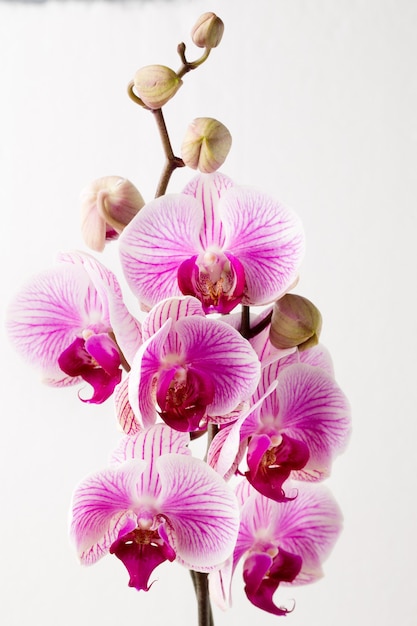 Orchideenblume auf dem grauen Hintergrund.