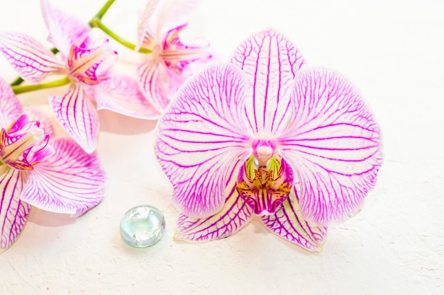 Orchideenblume auf dem weißen Hintergrund