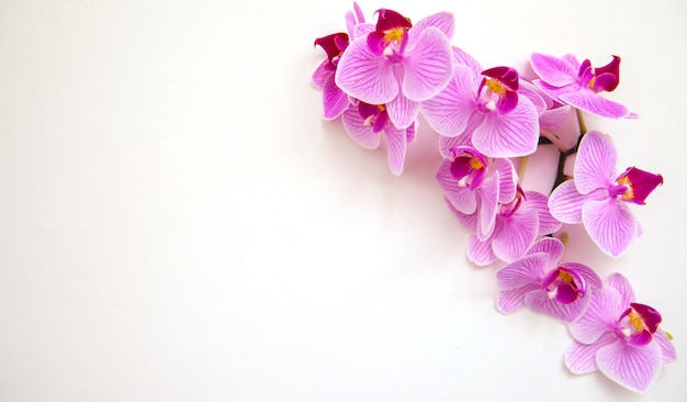 Orchideenblume auf einem weißen Hintergrund. Die Blüten sind lila gefärbt. Zarter und schöner Blütenstand. Leerer Platz für den Text.