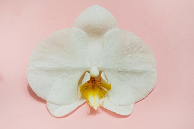 Orchideenblume auf rosa Hintergrund mit