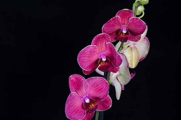 Orchideenblume auf schwarzem Hintergrund
