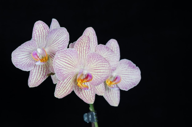 Orchideenblume auf schwarzem Hintergrund