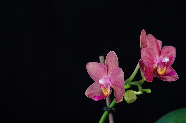 Orchideenblume auf schwarzem Hintergrund