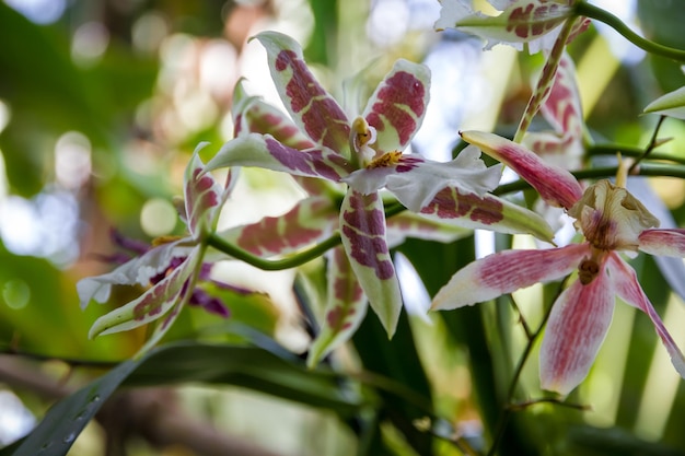 Orchideenblume buntes Cymbidium