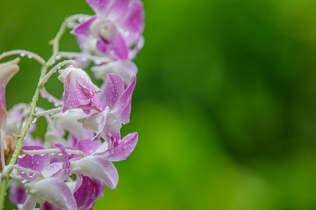 Orchideenblume im Blumenhintergrund des tropischen Gartens des regnerischen Tages. Idyllische Botaniknatur. Blühen um