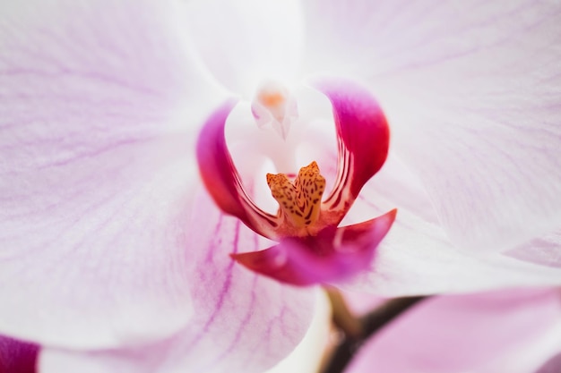 Orchideenblume im Garten am Winter- oder Frühlingstag für Postkartenschönheits- und Landwirtschaftsidee