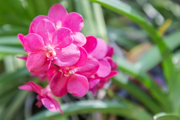 Orchideenblume im Garten am Winter- oder Frühlingstag für Postkartenschönheitsdesign. Vanda-Orchidee