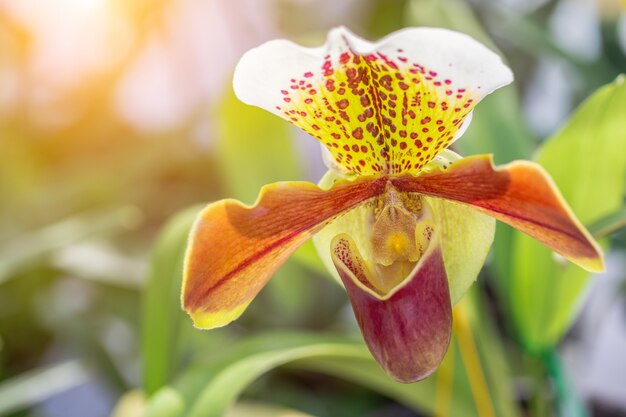 Orchideenblume im Garten am Winter- oder Frühlingstag.