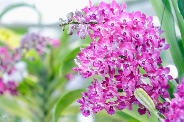 Orchideenblume im Orchideengarten am Winter- oder Frühlingstag für Postkartenschönheit