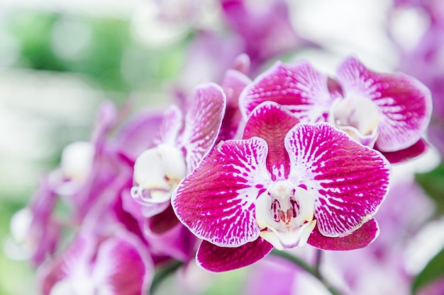 Orchideenblume im Orchideengarten am Winter- oder Frühlingstag