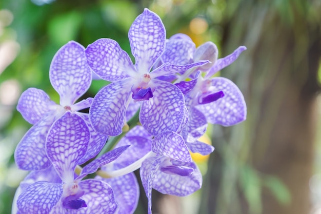 Orchideenblume im Orchideengarten am Winter- oder Frühlingstag