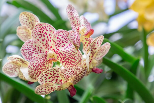 Orchideenblume im Orchideengarten