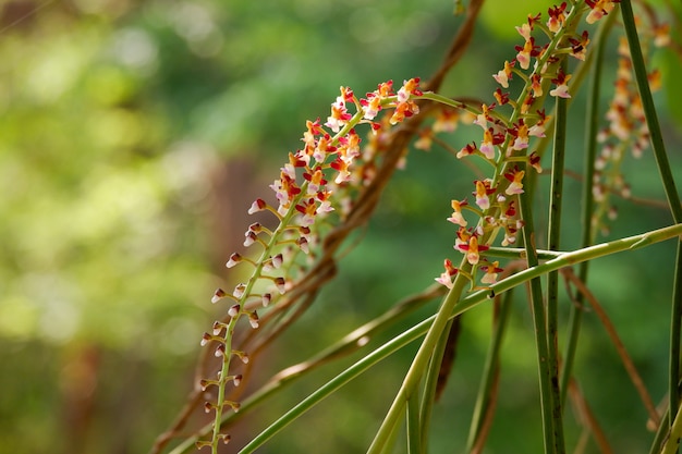 Orchideenblume im Wald. Cleisostoma filiforme