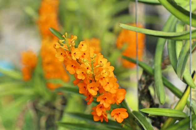 Orchideenblume in tropischem