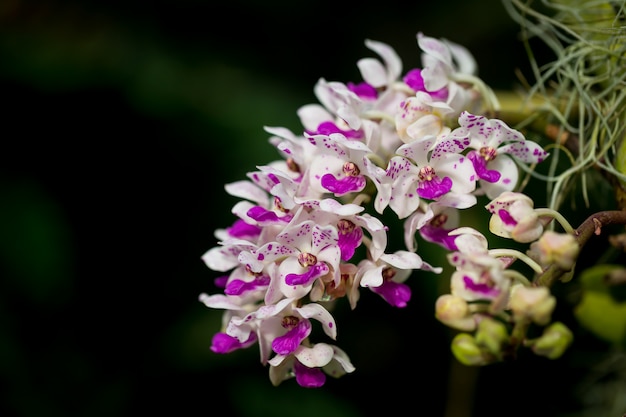 Orchideenblumen, die in der Natur bunt sind.