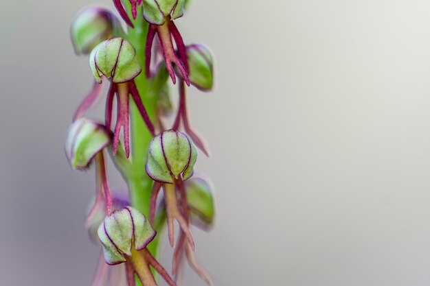 Orchis anthropophora ist eine Art der Menschenorchidee