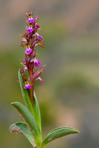 Orchis collina é uma espécie terrestre da família das orquídeas