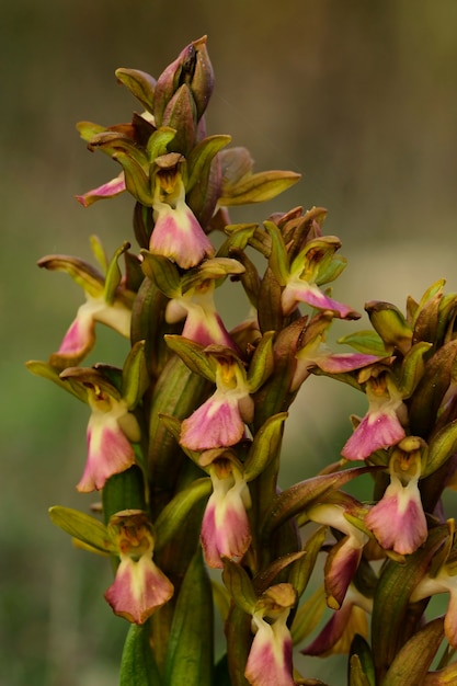 Orchis collina é uma espécie terrestre da família das orquídeas