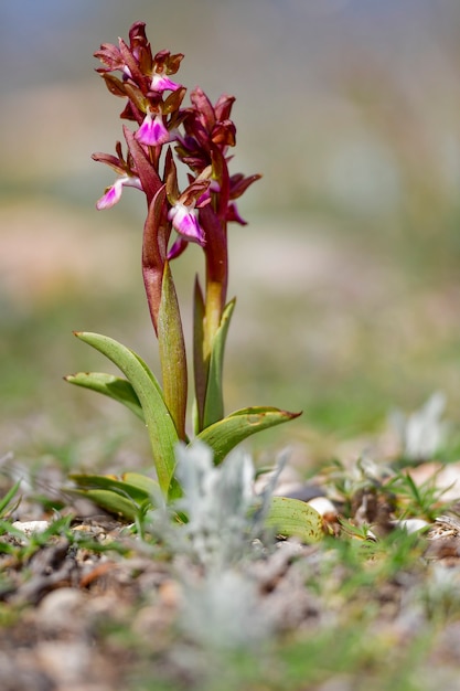 Orchis collina é uma espécie terrestre da família das orquídeas