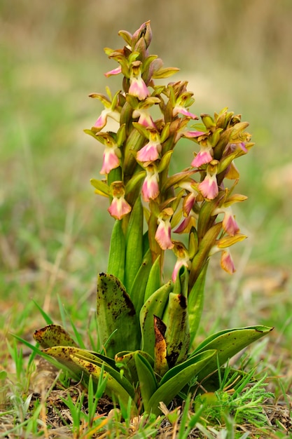 Orchis collina ist eine terrestrische Art der Orchideenfamilie