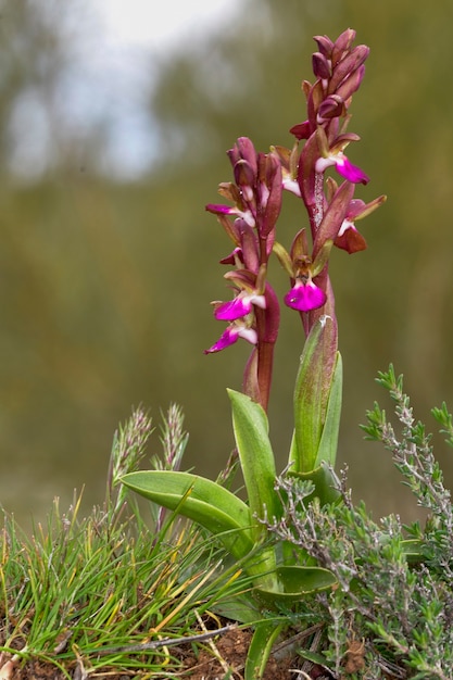 Orchis collina ist eine terrestrische Art der Orchideenfamilie