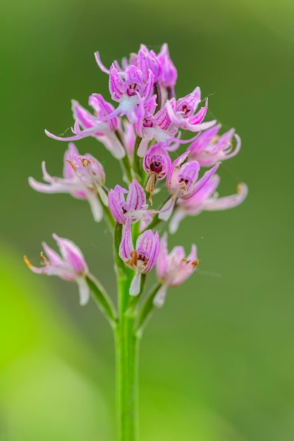 Orchis italica del mediterraneo Orquídea hombre desnudo