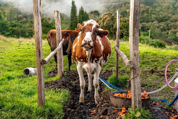Ordeñando vacas con la ayuda de la tecnología en el patio de la granja