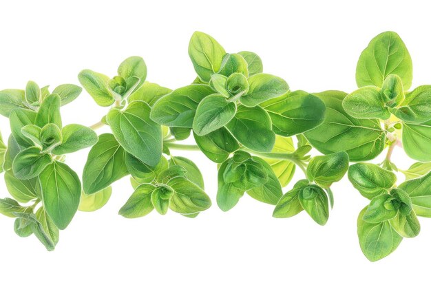 Oregano aislado sobre un fondo blanco transparente hiperrealista muy detallado detalles ricos ar 32 s