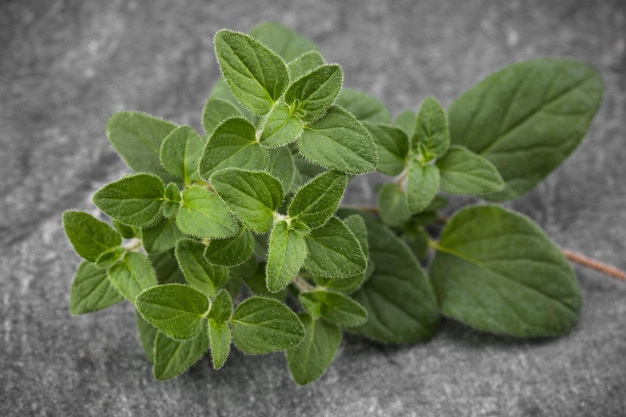 Oregano-Blätter auf schwarzem Stein-Hintergrund