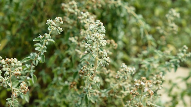 Orégano fresco en el jardín Plantas medicinales