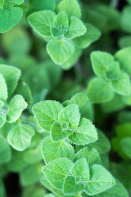 Orégano fresco na horta na natureza