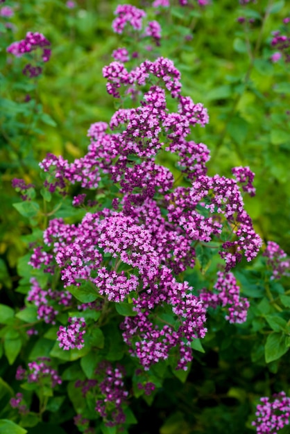 Orégano de las hierbas y de las flores frescas en el jardín