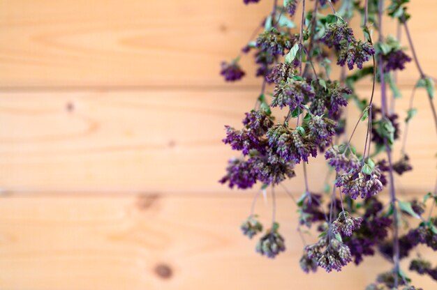 Orégano racimos de plantas de hierbas medicinales secas colgando secado