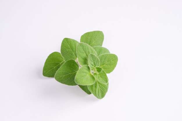 Orégano verde sobre fundo branco, com espaço de cópia. Orégano fresco em uma cena branca.