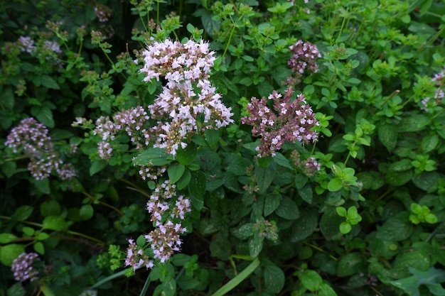 Oreganobusch wächst im Garten. Nützliche Heilpflanze aus nächster Nähe. Grüne Kräuter und Pflanzen.