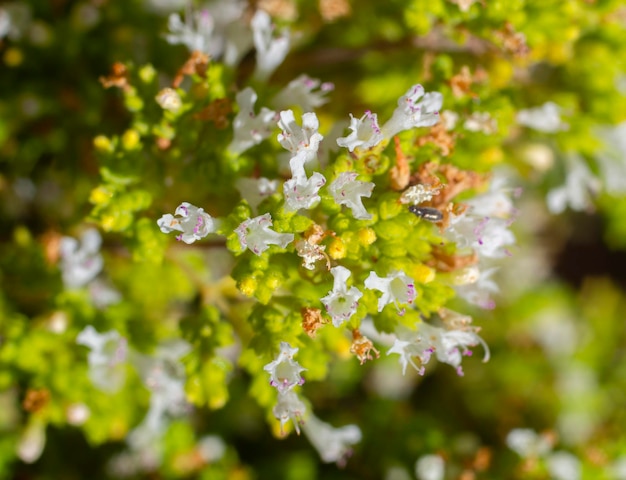 Oreganokraut (Origanum vulgare) wird getrocknet, um griechische Gerichte zu würzen