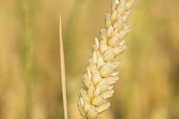 la oreja madura del trigo de cerca