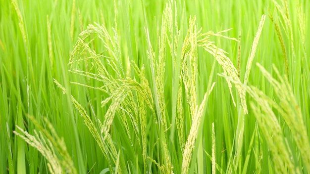 Oreja verde de arroz en arrozal