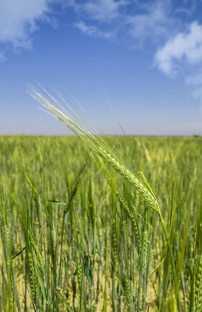 Oreja verde en un campo de trigo inmaduroPaisaje