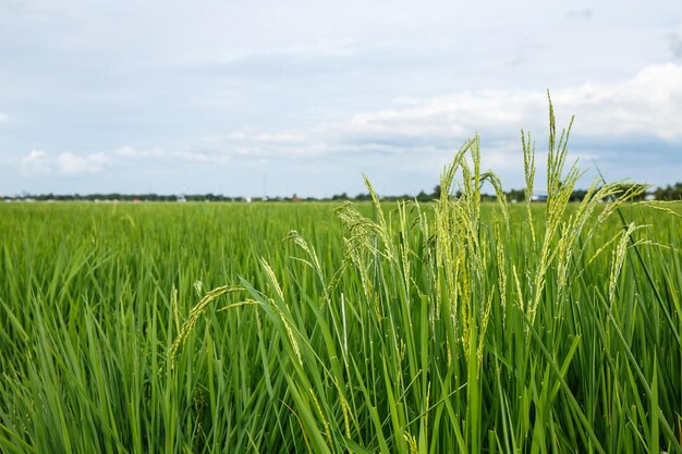 Orejas de arroz en el campo con cielo nublado