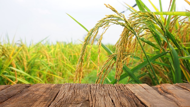 Orejas de arroz tailandés