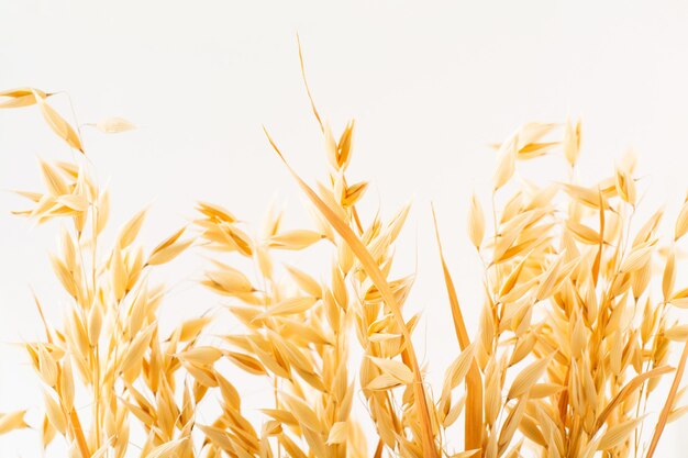 Orejas de avena madura dorada sobre un fondo blanco, aislado