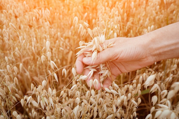 Foto orejas de avena madura en mano de mujer