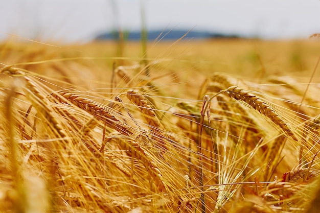 Orejas en el campo de trigo dorado